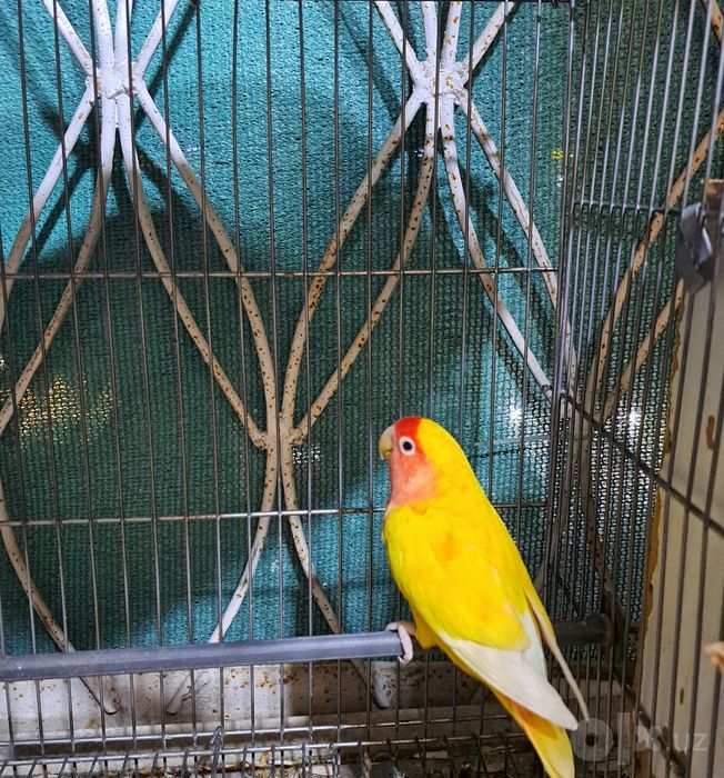 sariq lutino agapornis sotiladi 3 ta qush rasmda 1 ta