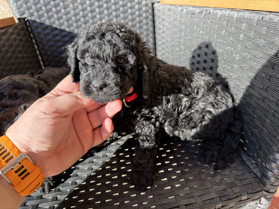 Мини пудели Актуално от 22.12.2025