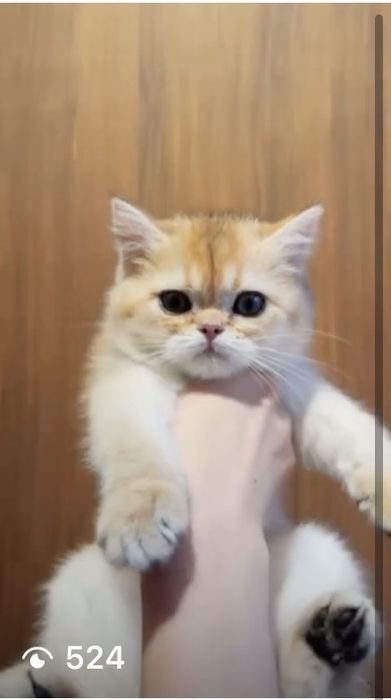 Шотландские котята с документами