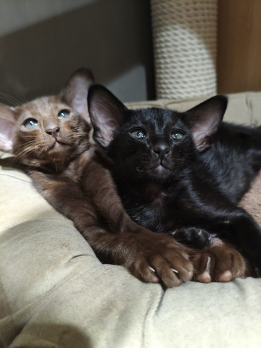 Ориентальноя девочка чёрная