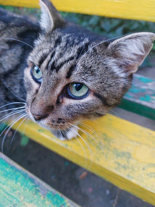 Пристраивается кошечка