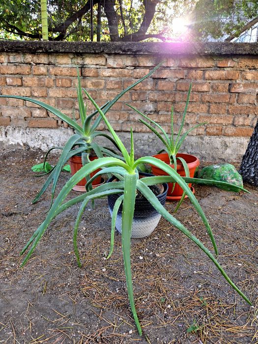 Алое вера (Aloe barbadensis Miller)