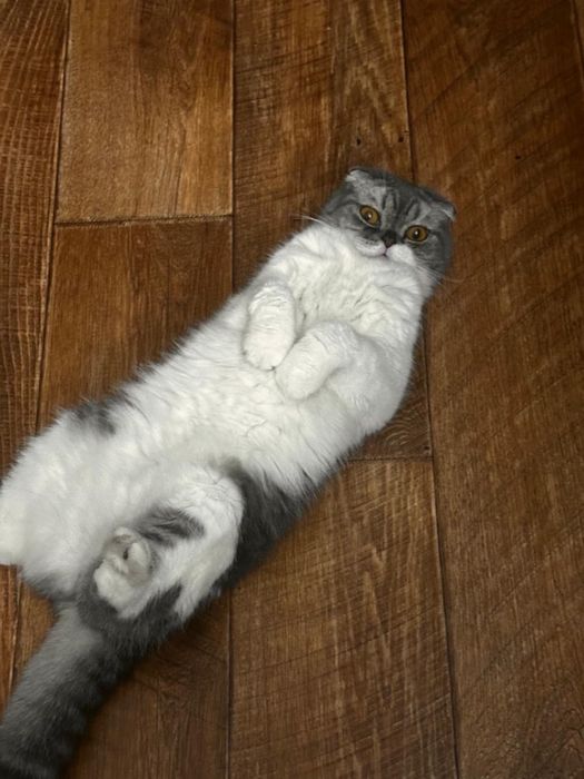 Бесплатно в добрые руки