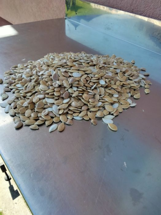 Vind semințe de dovleac