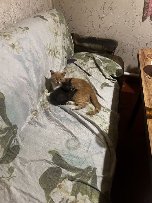 Отдам кота в добрые руки