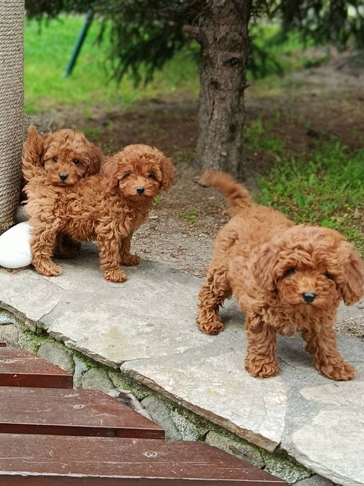 Той Пудел / Toy Poodle