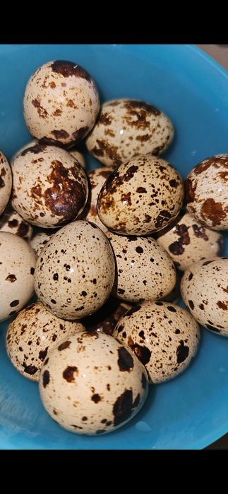 Бөдене жұмыртқасы сатылады