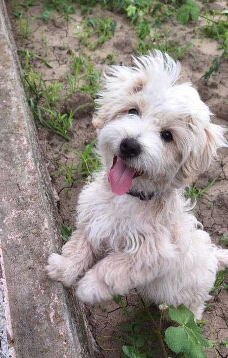 OFERTĂ! Bichon Maltez, baietel, la un pret mic