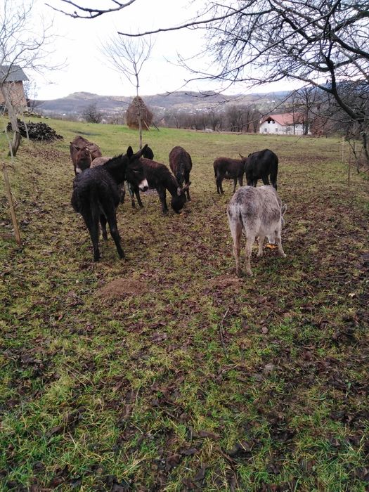 Lapte de măgăriță proaspăt