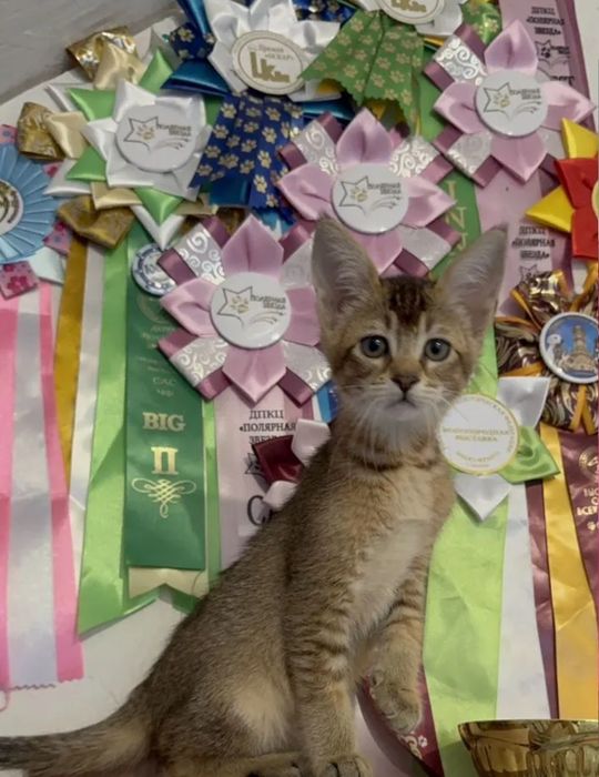 Чаузи от мировых чемпионов