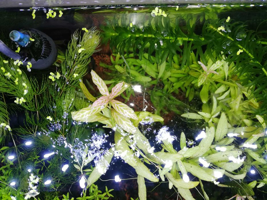 Planta acvariu easy