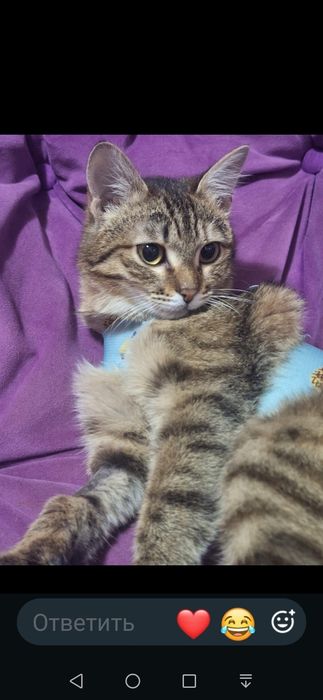 Кошечка бесплатно!