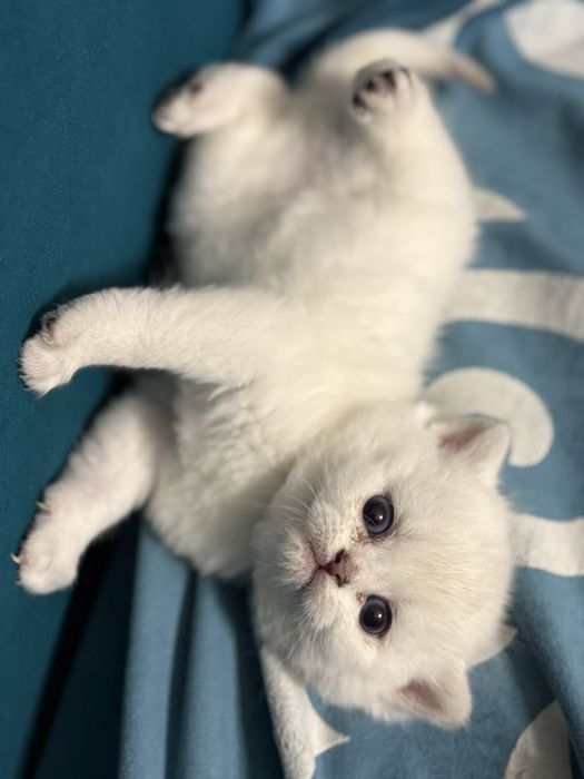 Продам британских котят шиншиллы