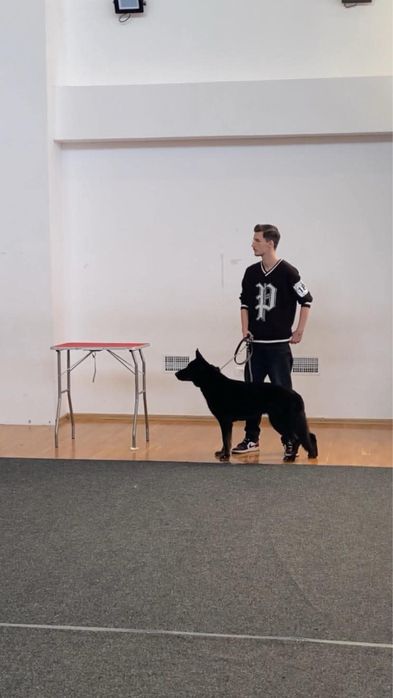 Pui ciobanesc german