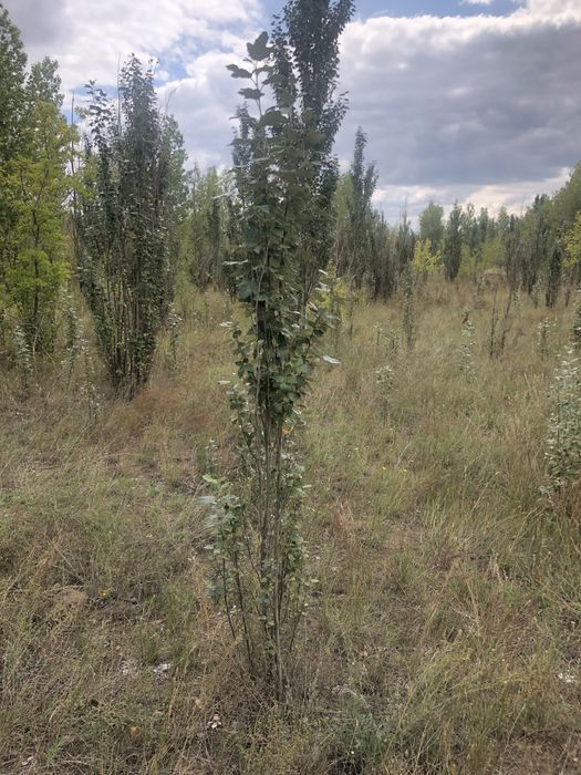 Продам тополь Пирамидальные клен сосна береза