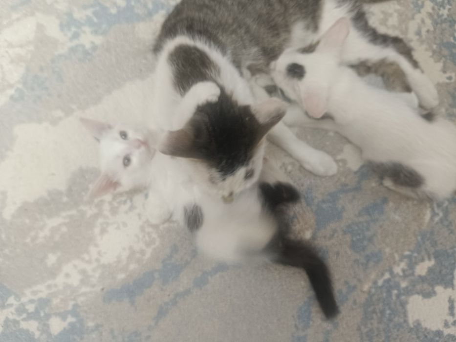 Мыргаулар, котята