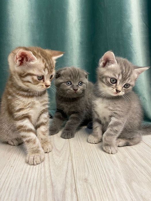 Котята шотландские