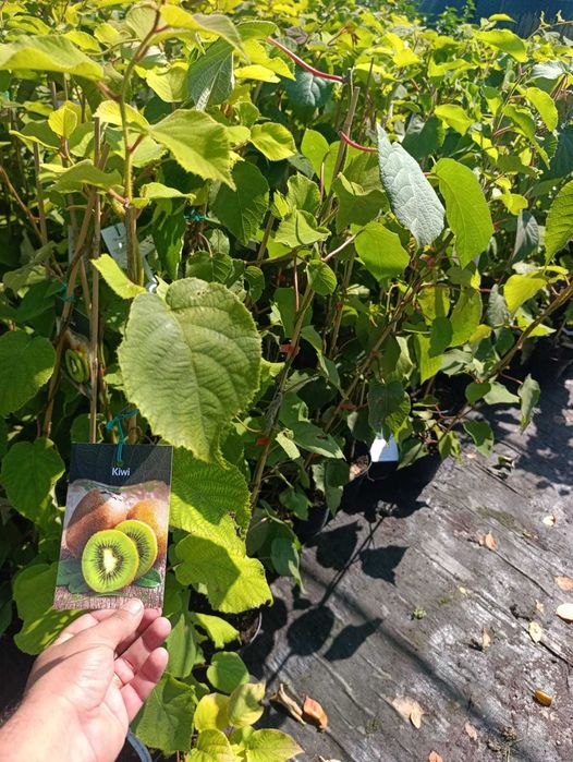 Plante ornamentale pentru grădină și curte | Gamă variată