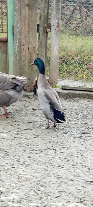 Rățoi indian de vanzare