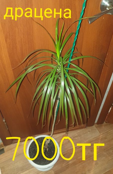 Продам комнатные растения