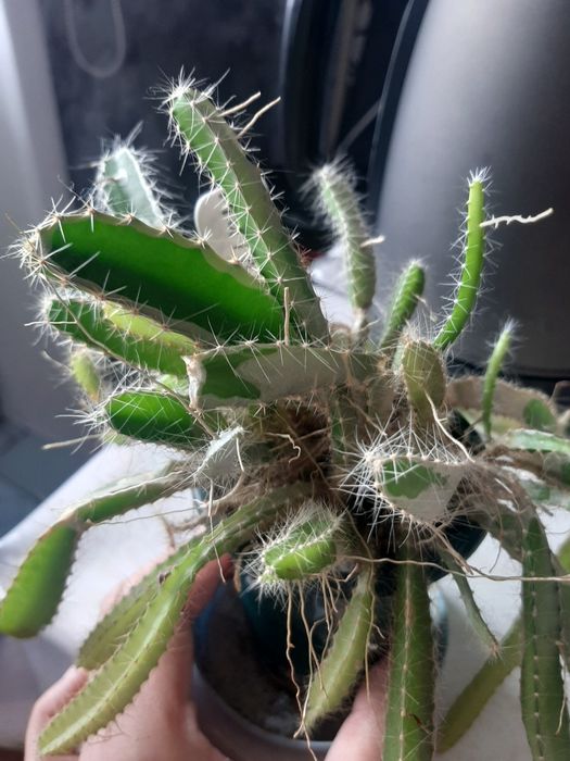 Продам Питихайя за 3000 тенге.