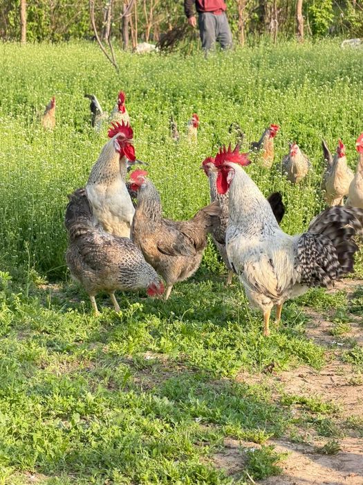 Барковская барвистая