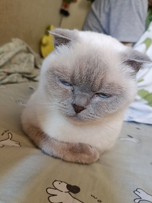Ищу кота для вязки