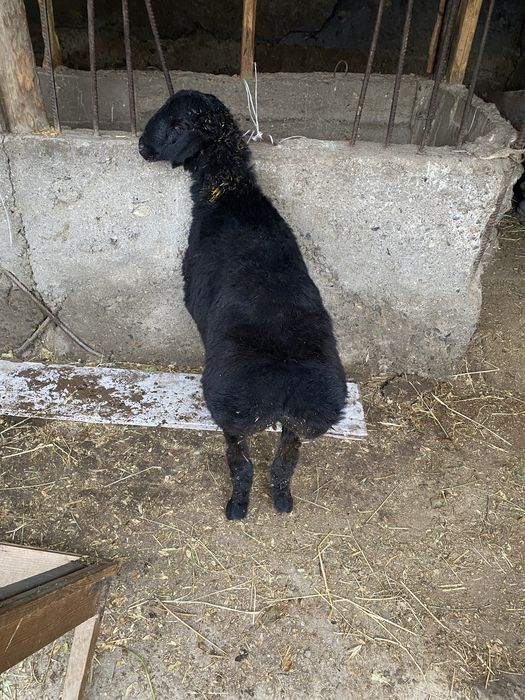 Ургашы кой сатылады