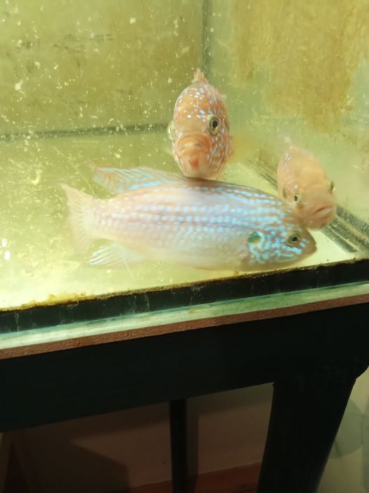 Ciclide Lifalili mature 10-12 cm + acvariu 180 l