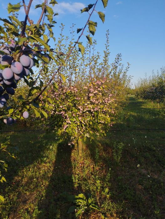 Prune pentru tuica