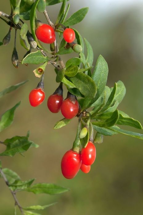 Arbusti Fructiferi (GOJI )