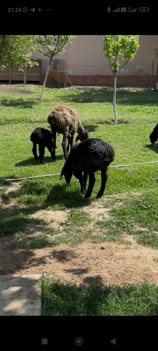 6 бас козылы кой сатылады