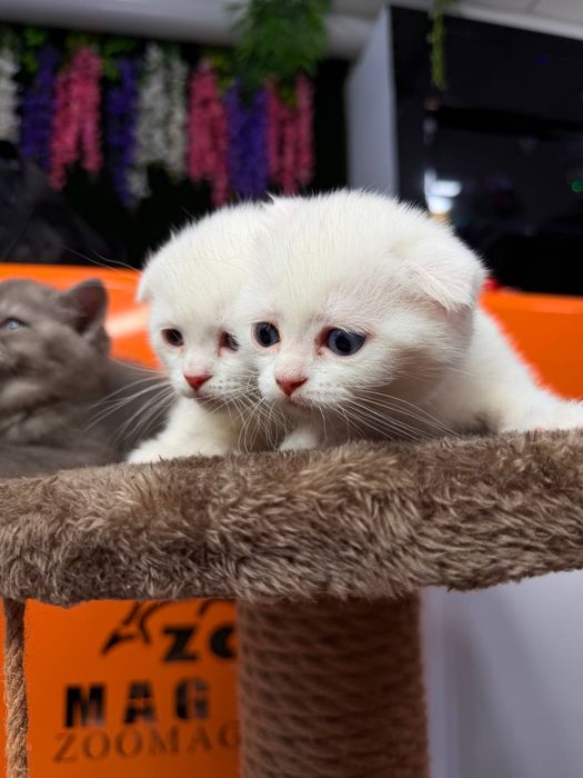 Породистые котята от чистой вязки