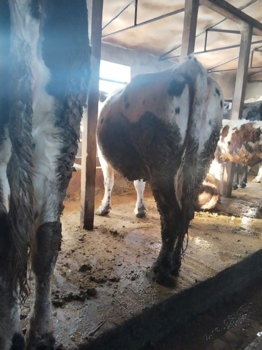 Все  доятся все стельные