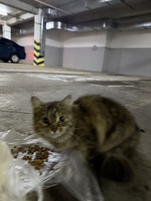 Кошка ищет любящих хозяев