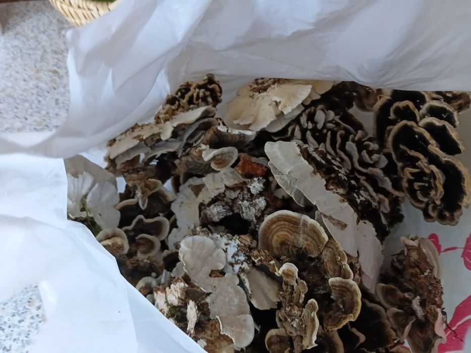 Coada curcanului cruda 1 kg pentru paradontoza