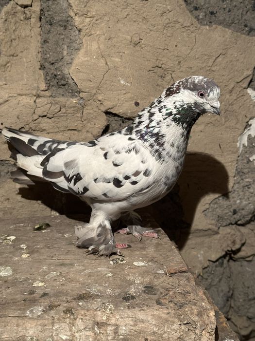 Продам Голубей г. Алатау