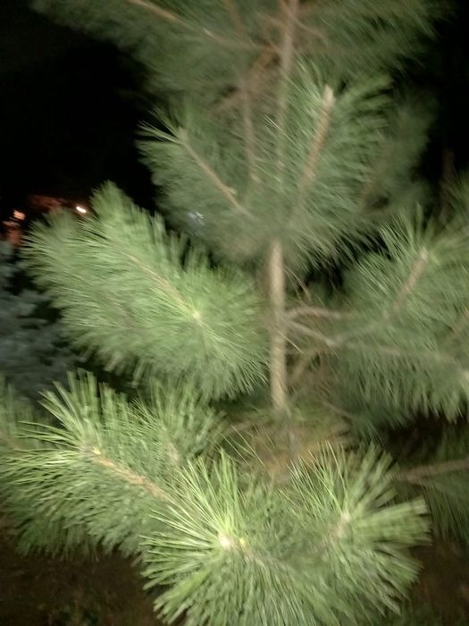 Йолка голубой ел моживилник