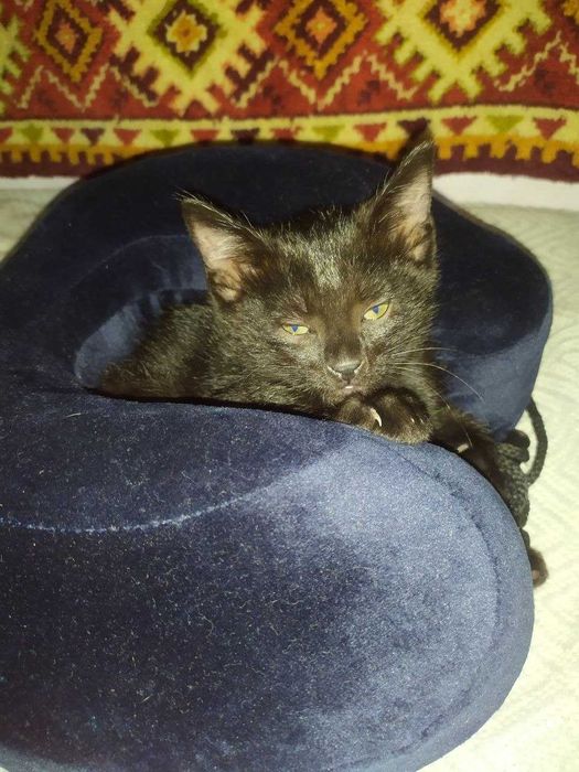 Отдам котят в добрые руки.