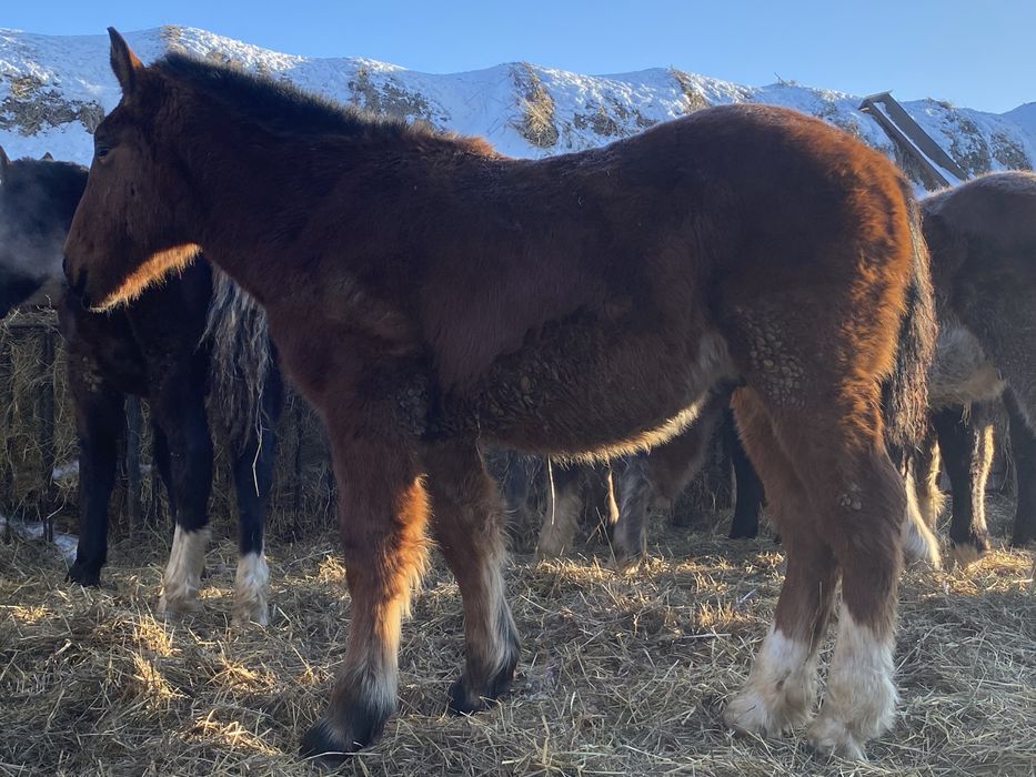 Продам жеребят 8-9 месяцев