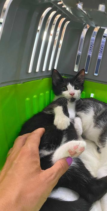 Pui de pisica pentru adoptie