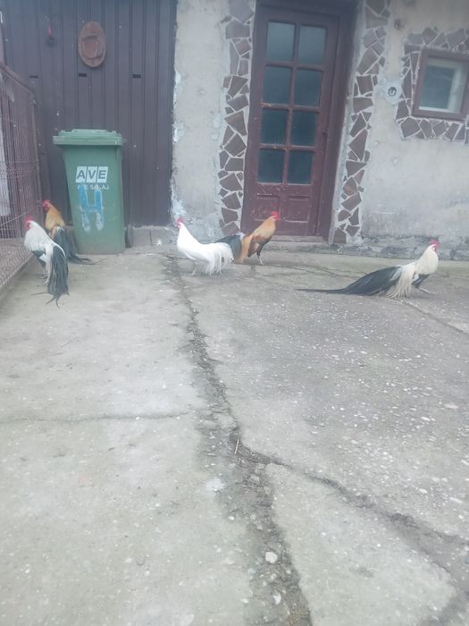 De vanzare gain si cocos phoenix. sau oua pentru incubat