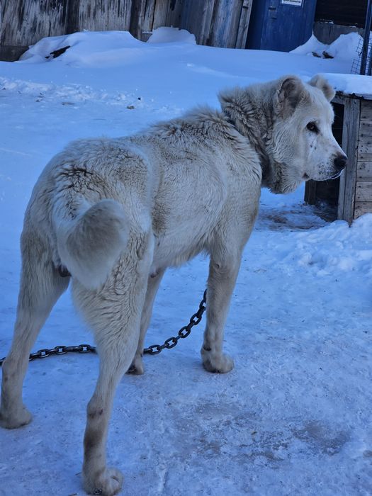 САО Породная сука