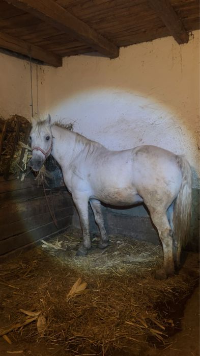 Vand sau schimb cal de 12 ani garantat de ham