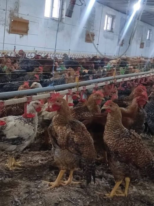Pui alb și rasă mixtă