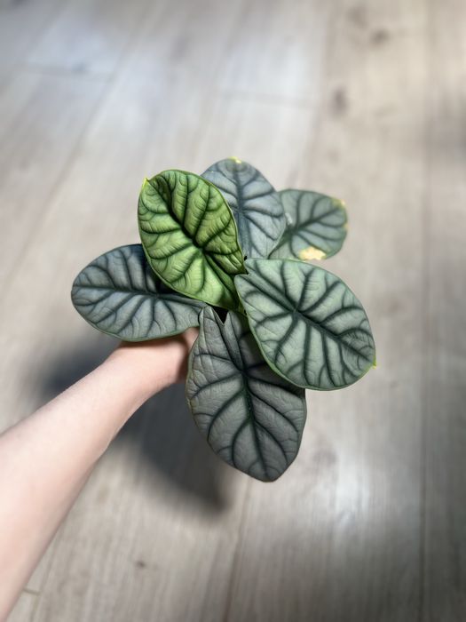 Детки алоказий разные