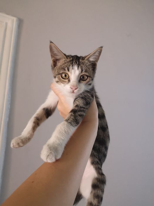 Котенок мальчик 2мес