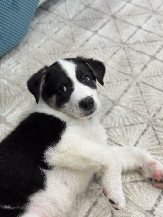 Продам  щенка тазы + алабай. Частный дом. Только ответственным