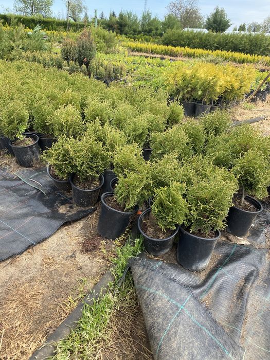 Туя  Смарагд,фастагиата,глобоза,даника, тими тим.