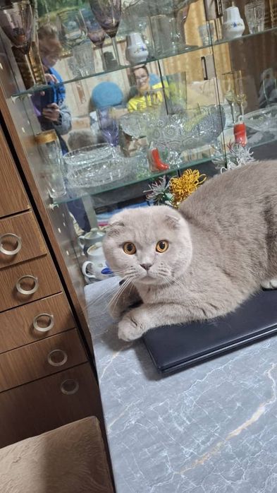 Пропал породистый кот британский вислоухий короткошерстный